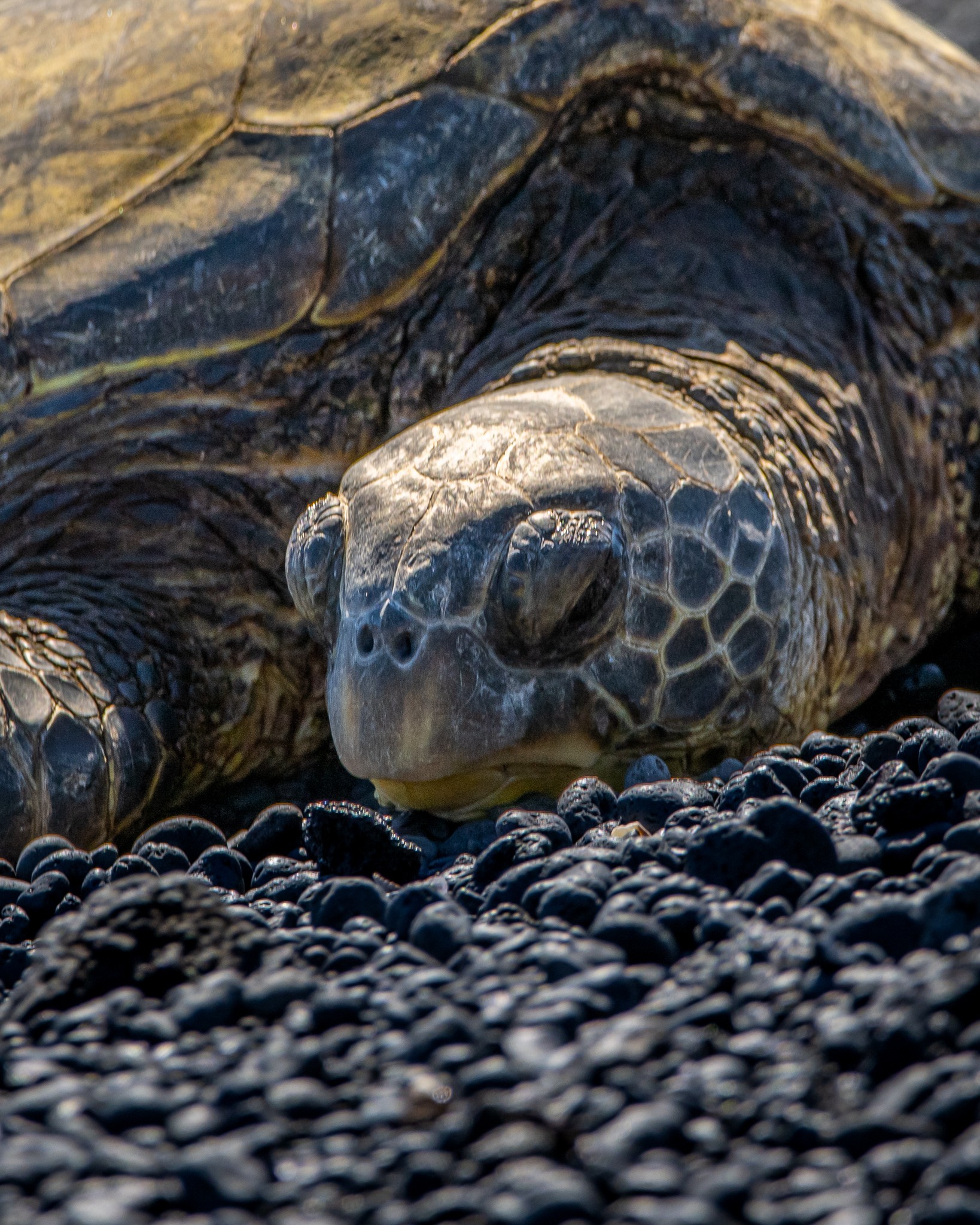 Nature & Animals Photography - Wildlife & Landscapes